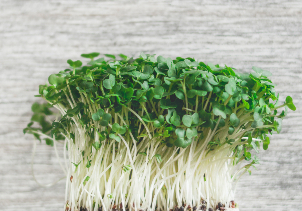 graines%20germees%201200x840px